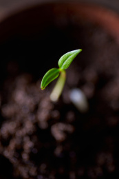 一支绿色嫩芽从土壤中萌出