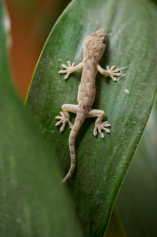 一只停留在绿叶上的浅灰色壁虎