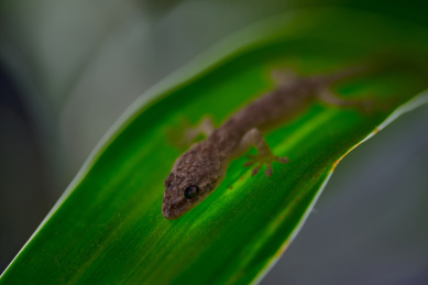 一只停留在绿叶上的浅灰色壁虎