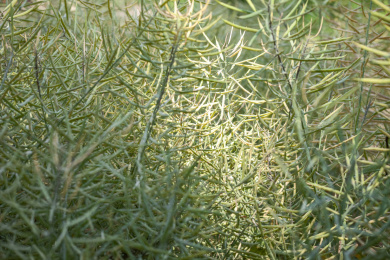 油菜地成熟的黄绿色油菜籽特写