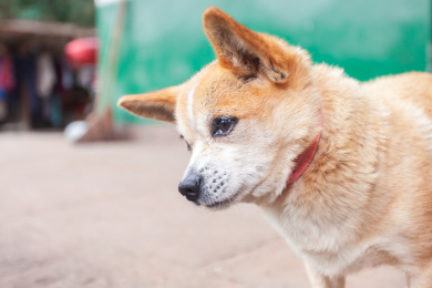 农村院坝里一只黄毛小狗特写