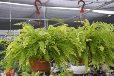 吊盆盆栽园林观叶植物  波士顿蕨