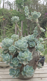 多肉植物石莲花盆栽