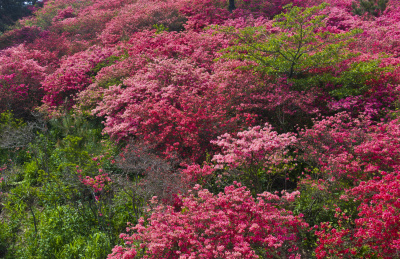 杜鹃花海