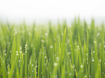 夏日雨后的水稻苗