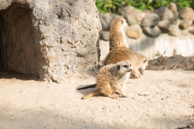 野生动物园里的细尾獴