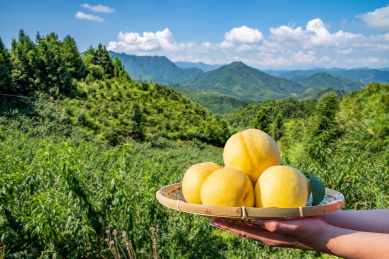 手捧一盘炎陵高山黄桃  