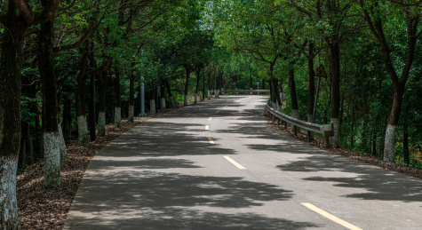 两旁绿树的水泥路
