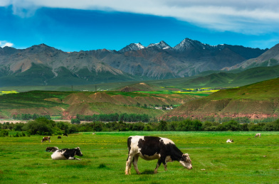 青海省海北州祁连山下的牧场风光