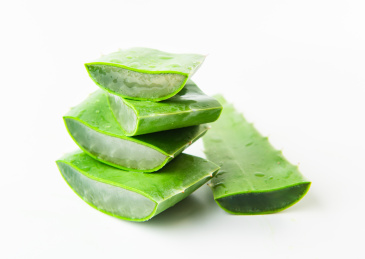 室内拍摄的芦荟