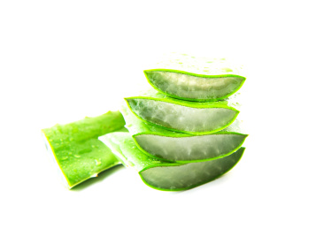 室内拍摄的芦荟