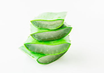 室内拍摄的芦荟