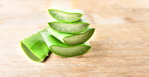 室内拍摄的芦荟