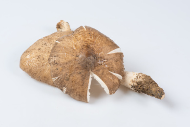白底上的新鲜野生鸡枞菌