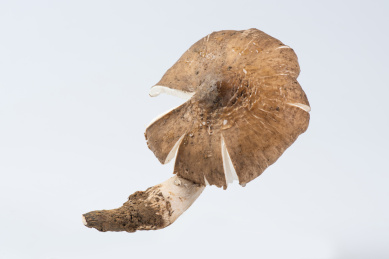 白底上的新鲜野生鸡枞菌