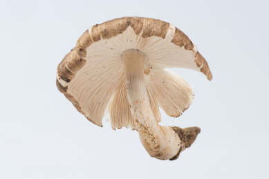 白底上的新鲜野生鸡枞菌