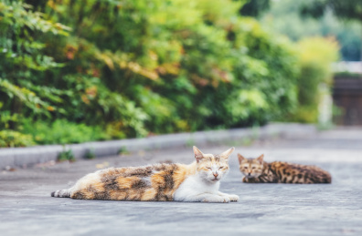 在室外的可爱小猫咪