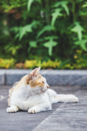 在室外的可爱小猫咪