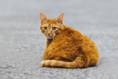 在室外的可爱小猫咪