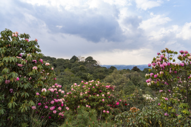 英武山马缨花杜鹃群落风景区