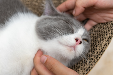 儿童安抚英国短毛猫英短蓝白