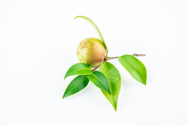 白背景上的油茶果 