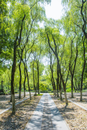 中国浙江杭州西湖柳浪闻莺