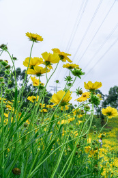 四川成都鹿溪河生态区野生小雏菊
