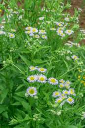 四川成都鹿溪河生态区野生菊花