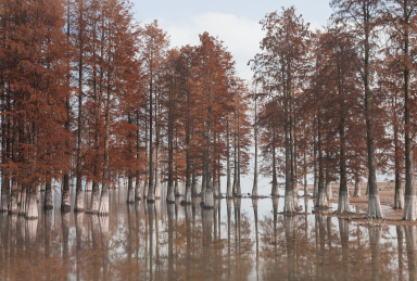 宁波市余姚四明湖畔红树林美景