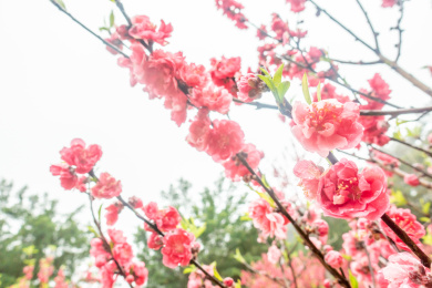 中国广西南宁青秀山的千叶碧桃树的桃花