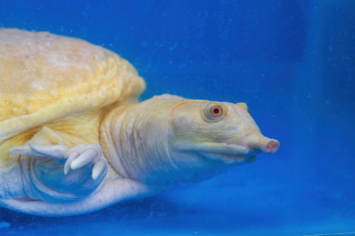 一只生猛的养殖甲鱼特写