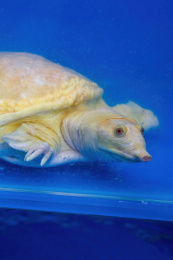 一只生猛的养殖甲鱼特写