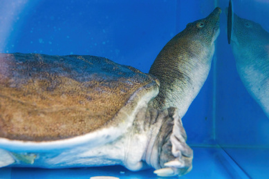 一只生猛的养殖甲鱼特写