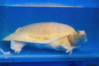 一只生猛的养殖甲鱼特写