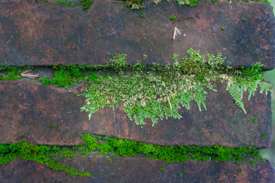 红砖缝中的苔藓特写