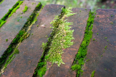 红砖缝中的苔藓特写