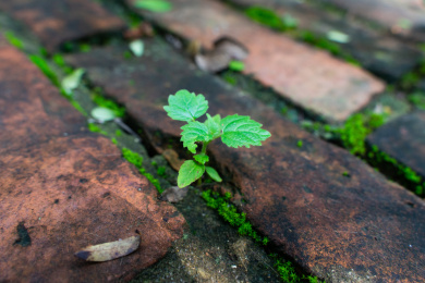 红砖缝中的小草苔藓植物特写