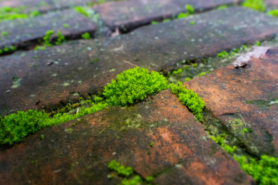 红砖缝中的苔藓特写