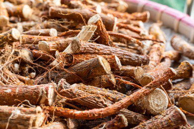 在晾晒中的桑树根桑白皮