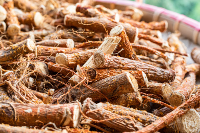 在晾晒中的桑树根桑白皮