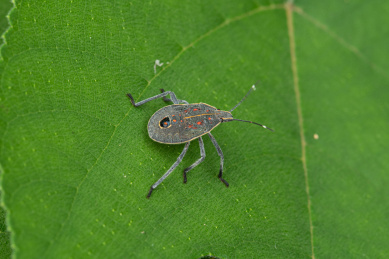 栖息在树叶上的麻皮蝽
