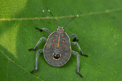 栖息在树叶上的麻皮蝽