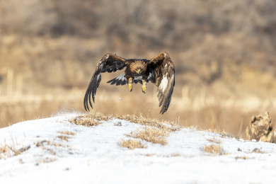 一只草原霸主金雕在冬日阳光雪地里飞翔觅食