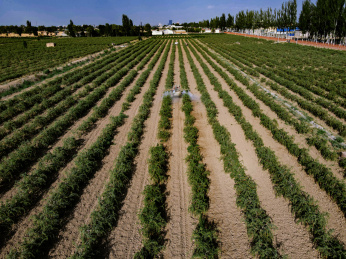 宁夏中宁枸杞采摘季丰收