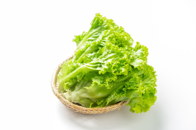 一簸箕生菜摆放在白色背景上
