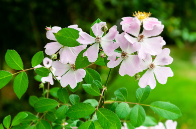 蔷薇花野蔷薇荆棘野花野生植物