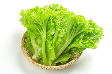 蔬菜生菜摆放在白色背景上