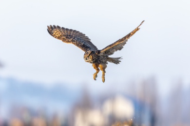 一只暗夜王者雕鸮在冬日阳光雪地里飞翔觅食