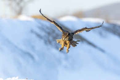 一只暗夜王者雕鸮在冬日阳光雪地里飞翔觅食